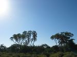 14174 Vultures flying over trees.jpg